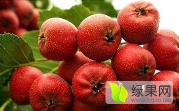 山西绛县大金星 供应山楂，品质极佳，货源充足