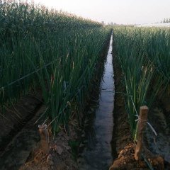 东昌府大葱产销两旺,山东张鹏诚信合作