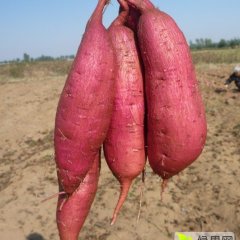 广宗红薯 秦薯5号大面积上市过