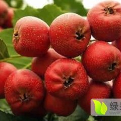山西绛县大金星山楂名优产品