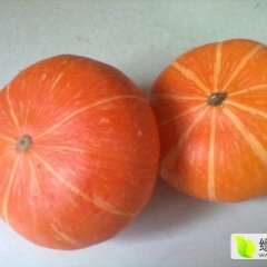 山西忻州市黄金二号南瓜期待与您的合作