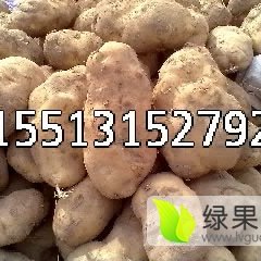 紫花白土豆个大皮薄芽眼浅淀粉含量高