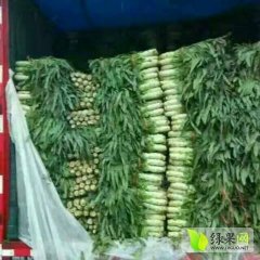 山东省郯城县莴苣诚信合作