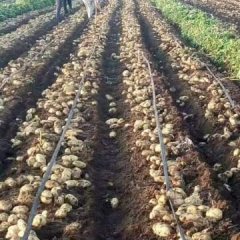 河北承德围场，有“土豆之乡”之称