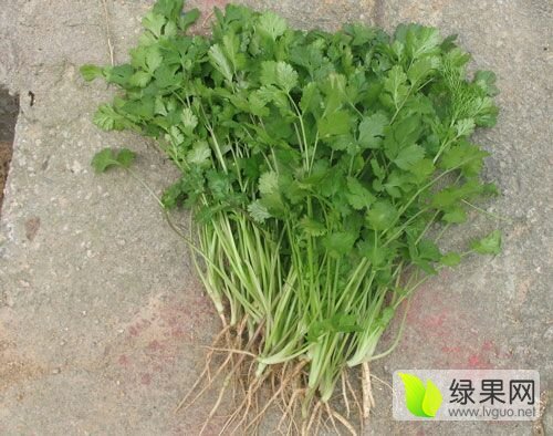 2017年山东莘县大叶香菜价格