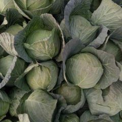 河北清苑中甘21甘蓝假一赔十