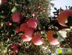2016年红富士苹果、高原红苹产量属于小年