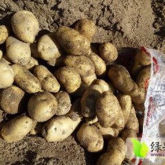 多伦土豆荷兰十四，荷兰十五，夏坡地