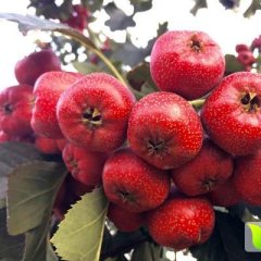 费县蒙山万亩大金星10月大量上市 欢迎来电洽谈