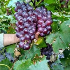 乐亭出售大量巨峰和玫瑰香葡萄