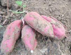 淮阳种植合作社先有百十亩商薯19红薯
