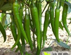 肥东本人现种植的一百多亩的杭椒