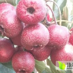 山东文登大金星山楂逐渐升温