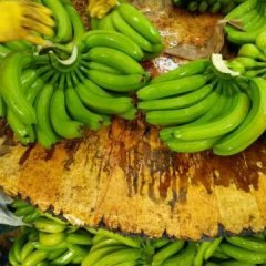 广西崇左万亩香蕉正在热销