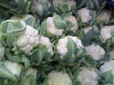 泗水菜花产销两旺,城关徐清杰诚信合作