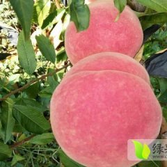 昌乐本地映霜红大量上市价格全省最低价