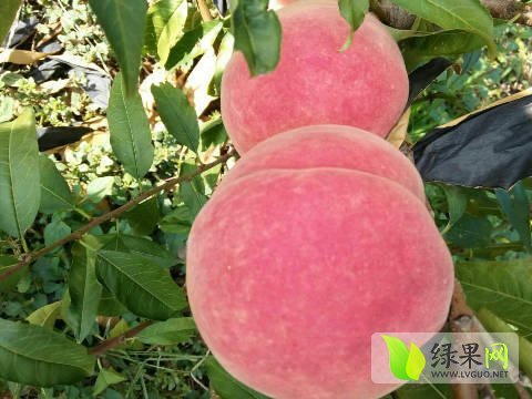 2016年山东昌乐映霜红价格