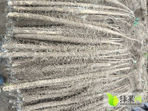 2016年河北磁县铁棍山药价格