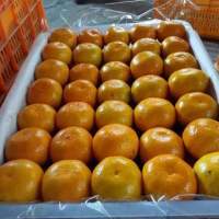 广西富川南丰蜜桔柑橘 美丽的水果之乡