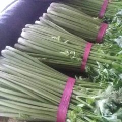 东昌府苇园皇妃芹菜质优价廉，颜色嫩黄