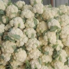 藁城菜花（实花）（散花）现在大量上市