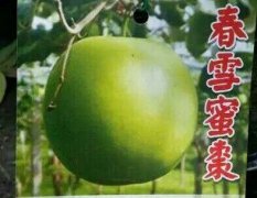 广西新品种青枣种苗