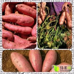 辽宁巾帼甘薯科技示范基地代收龙薯九9号