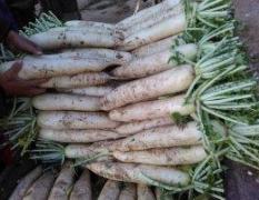 东昌府本地每年的10份，白萝卜开始上市