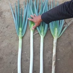 平度大葱实力代办