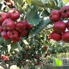 山东费县甜口山楂随行就市