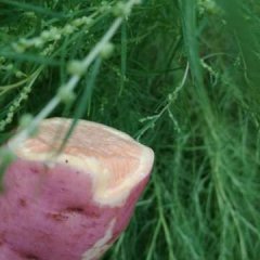 临沭红薯香甜可口青云李善彬诚信合作