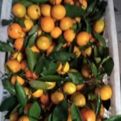 宜昌远安高山优质叶橘，高山种植