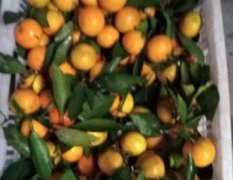 宜昌远安高山优质叶橘，高山种植