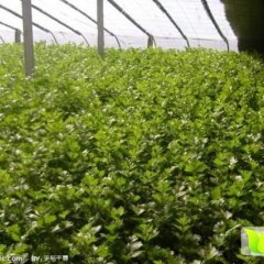 济阳崔寨薛先生2月加州王（文图拉）芹菜