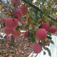 陕西大荔红富士苹果价格红富士苹果产地