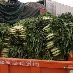 山东郯城刘西虎福建飞桥紫叶香莴苣火爆招商中