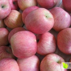 陕西冷库红富士苹果批发价格