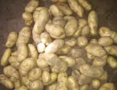 常年为各市场代收土豆，用最低的价格