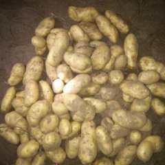 常年为各市场代收土豆，用最低的价格