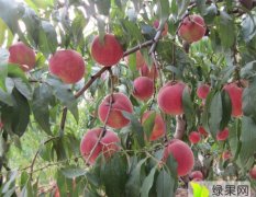 运城红不软桃是成功选育的芽变品种