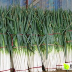 平度大葱大量上市，有自己场所