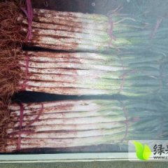 东昌府大葱葱白结实，白长40-50，质量好