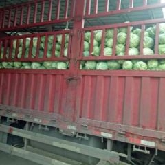 新野城郊李军伟10月皱叶甘蓝