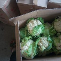 河南新野雪玉菜花聚焦市场