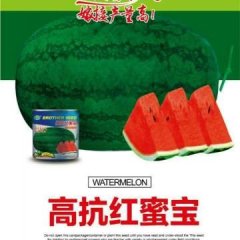山东巨野高抗红蜜宝西瓜种子价格适宜