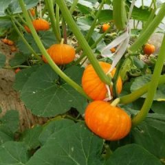 山东禹城金红冠南瓜随行就市