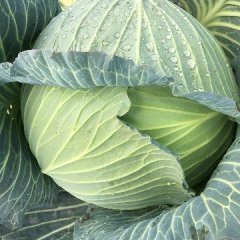 君山蔬菜大镇，主要以，甘蓝，奥奇娜扁包