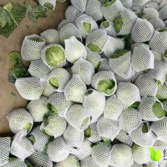我地是岳阳的蔬菜大镇绿圆甘蓝