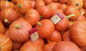 永昌金武李红星10月绿皮红皮南瓜