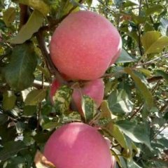 大荔苹果著名品种,范家许茂鹏诚信合作